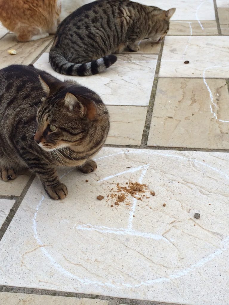 Cat hopscotch….