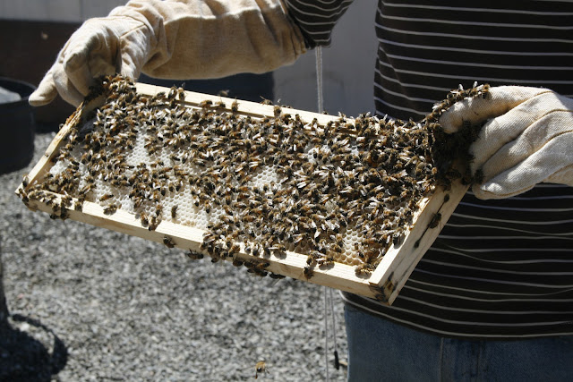 Bees make honey. Do earwigs make chutney?