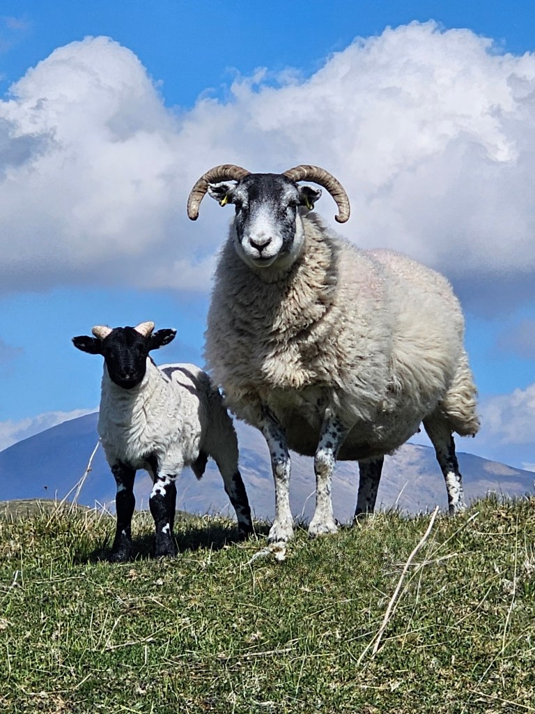 Bathroom sinks and sheep-eye stinks