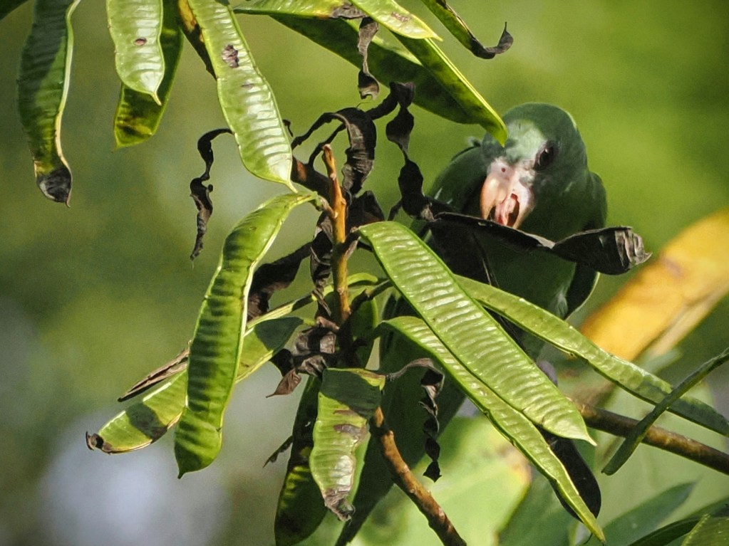 Parrots, Pisco and the Jungle Disco